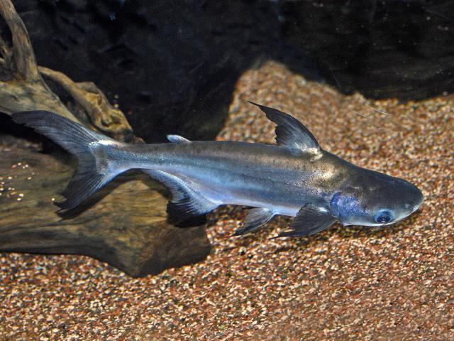 source: upload.wikimedia.org
