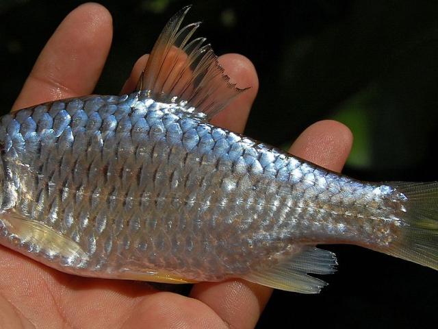 source: upload.wikimedia.org