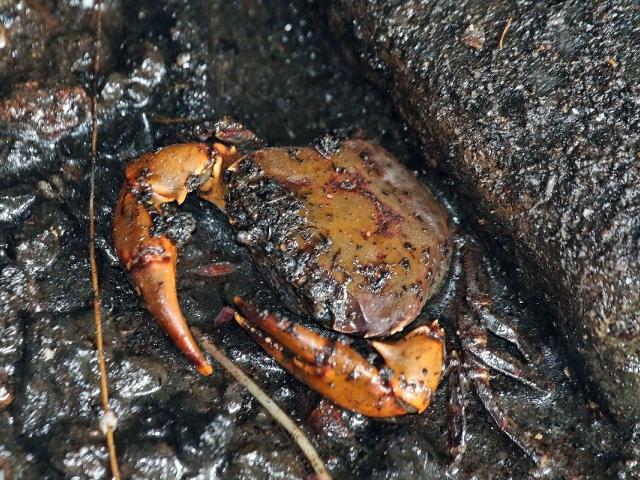 source: upload.wikimedia.org