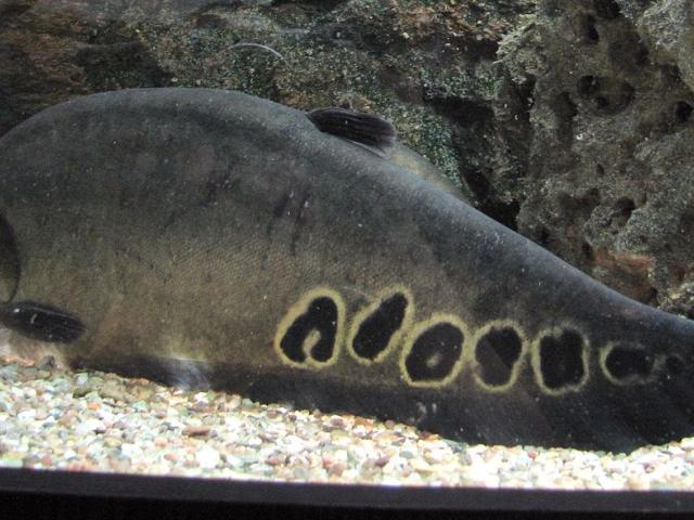 source: upload.wikimedia.org