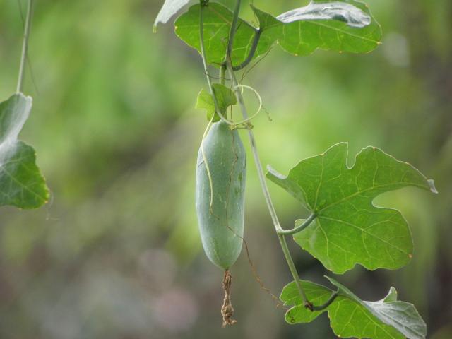 source: upload.wikimedia.org