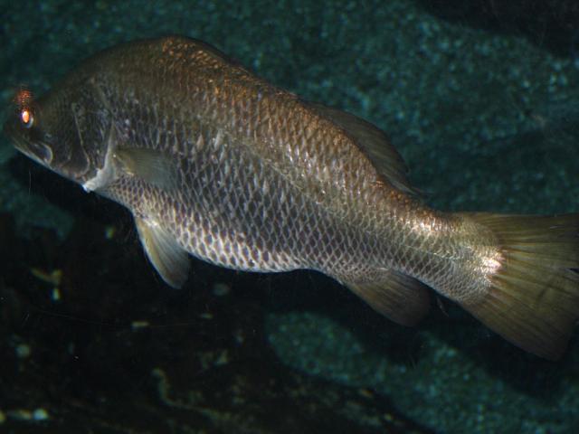 source: upload.wikimedia.org