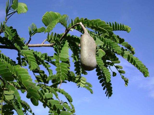 source: upload.wikimedia.org