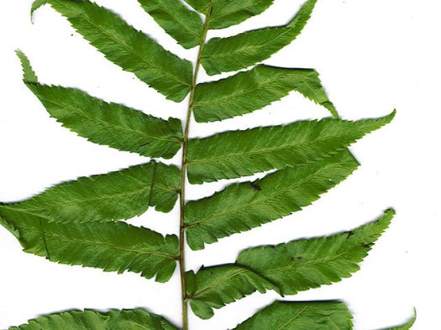 source: upload.wikimedia.org