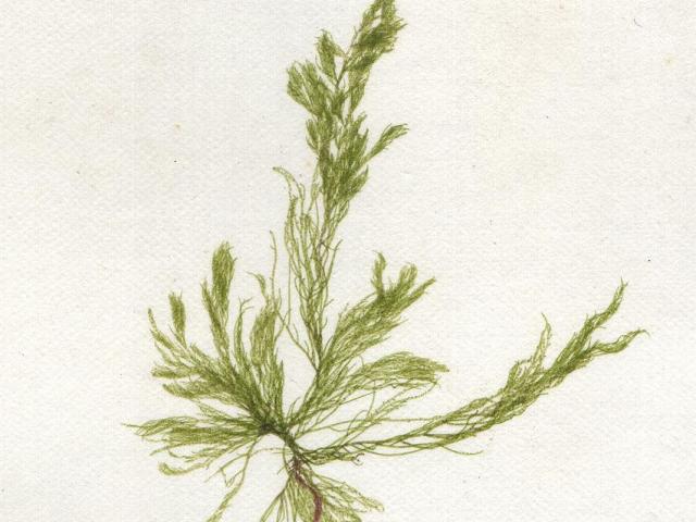 source: upload.wikimedia.org