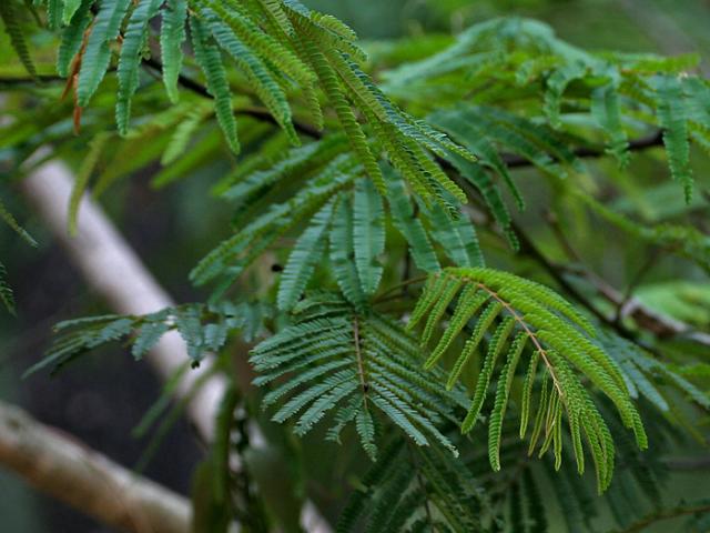 source: upload.wikimedia.org