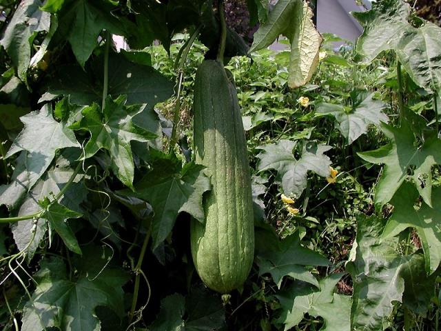 source: upload.wikimedia.org