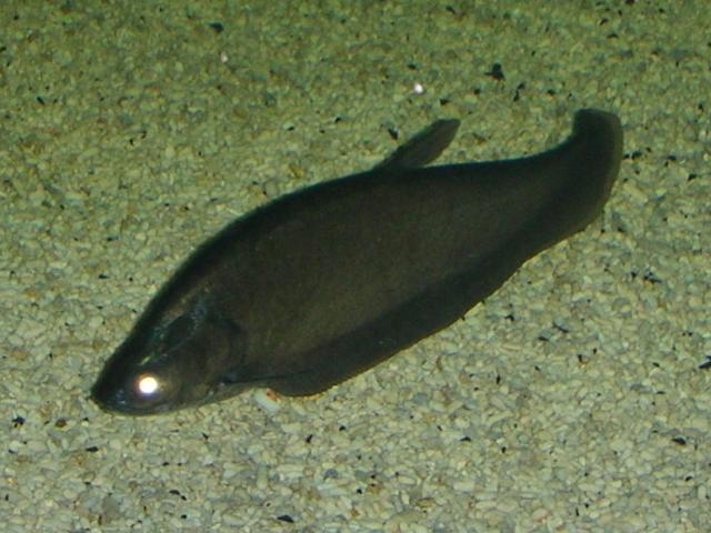 source: upload.wikimedia.org