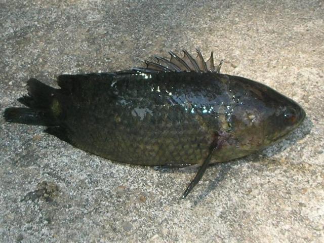 source: upload.wikimedia.org