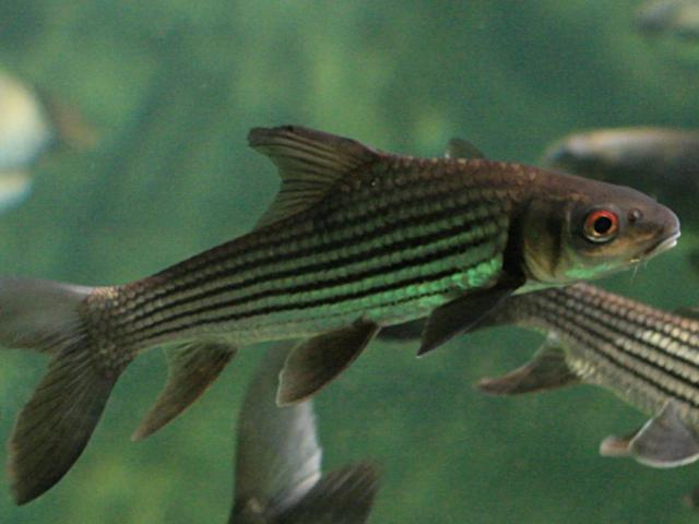 source: upload.wikimedia.org
