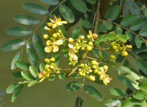 source: upload.wikimedia.org