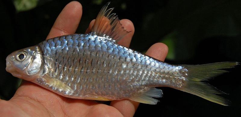 source: upload.wikimedia.org