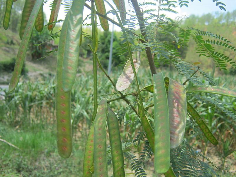 source: upload.wikimedia.org