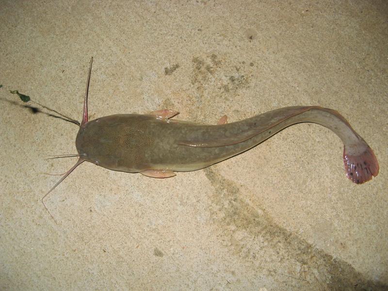 source: upload.wikimedia.org