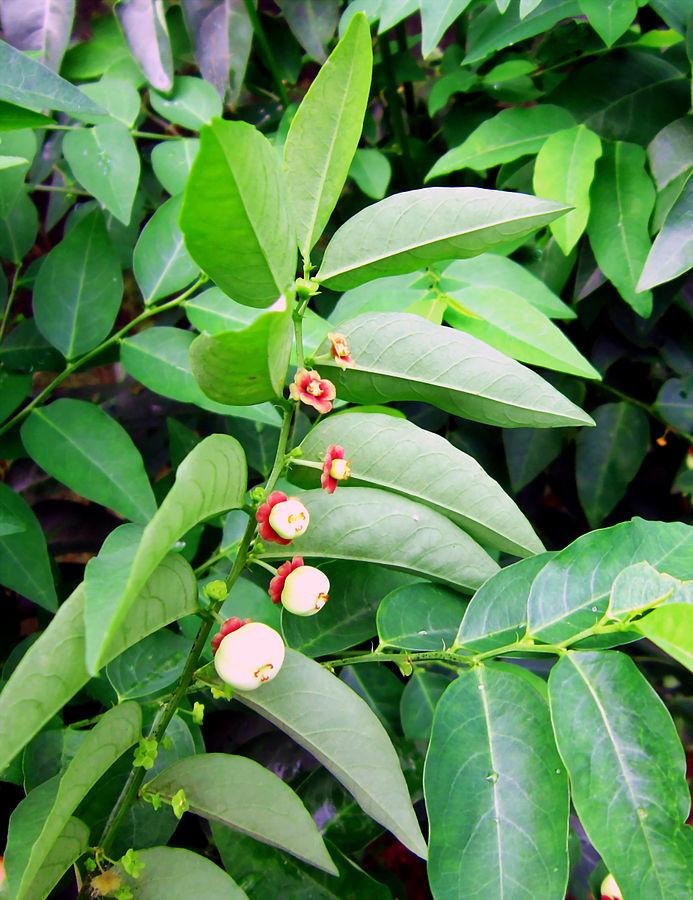 source: upload.wikimedia.org