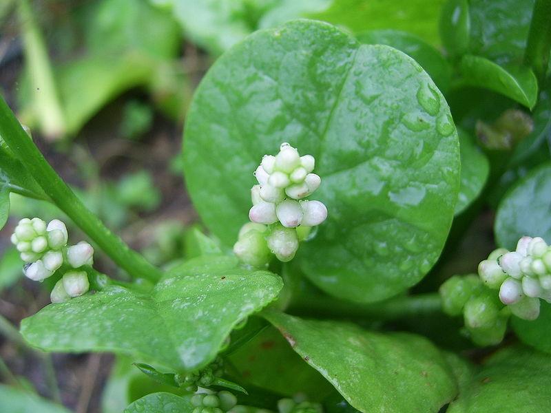 source: upload.wikimedia.org source: upload.wikimedia.org