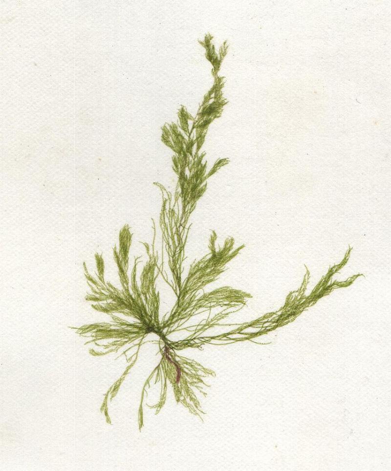 source: upload.wikimedia.org source: upload.wikimedia.org