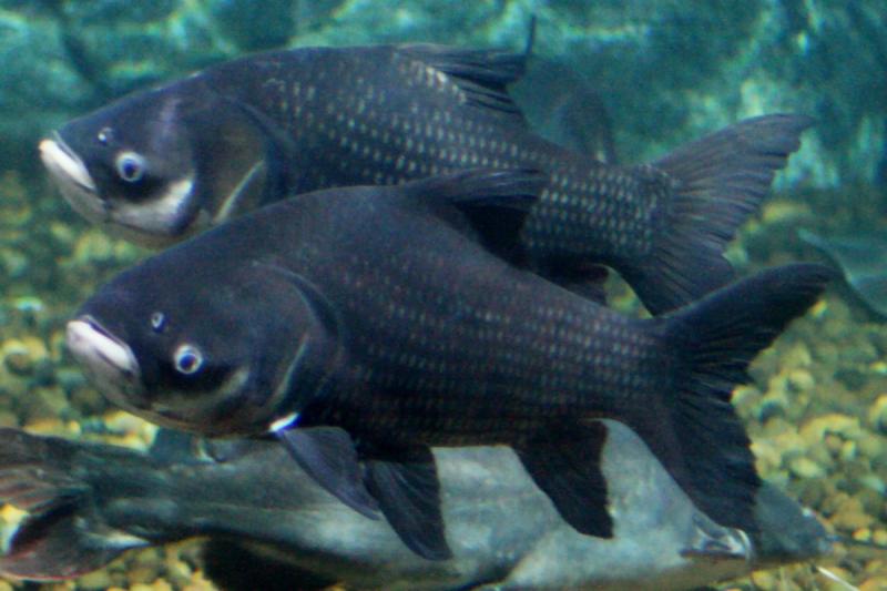 source: upload.wikimedia.org