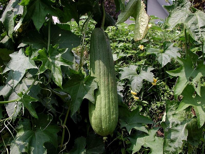 source: upload.wikimedia.org