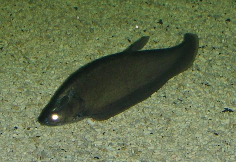 source: upload.wikimedia.org