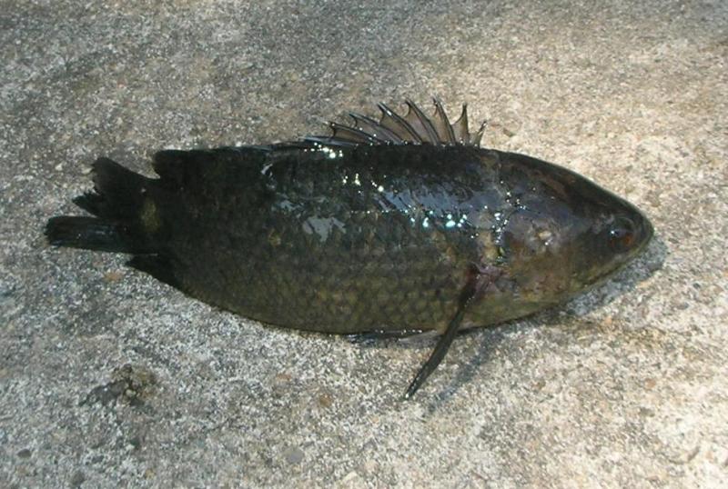 source: upload.wikimedia.org