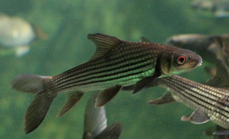 source: upload.wikimedia.org